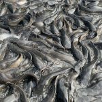 fish in the pond
