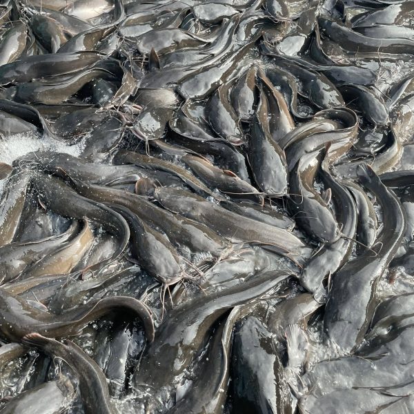 fish in the pond