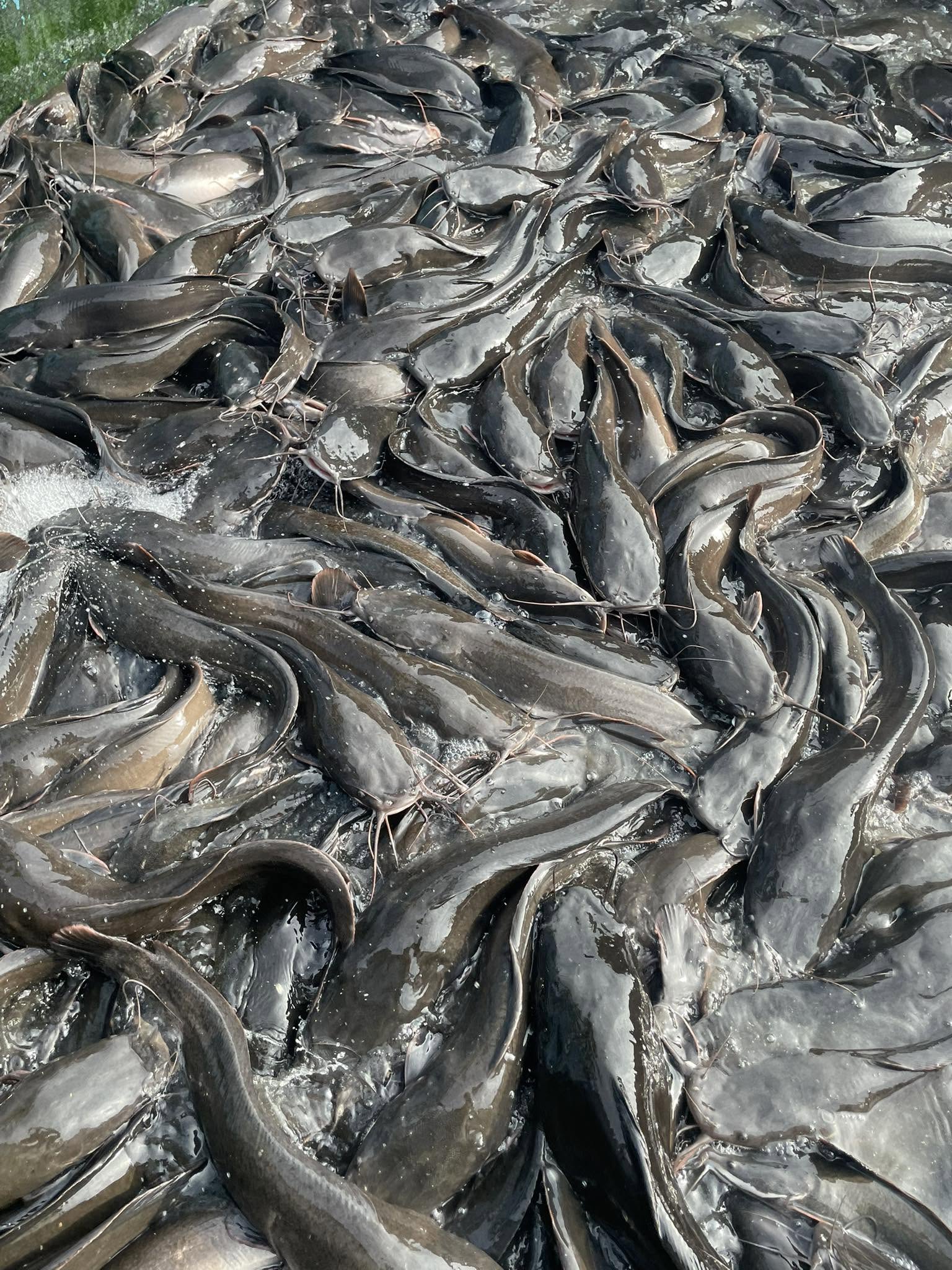fish in the pond